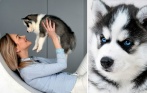 Фотосессия с милейшими щенками хаски за 1990 р. от студии Husky Like! Все включено, никаких доплат. До 50 обработанных фотографий!