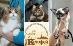 Выставка кошек «Морозный иней февраля» 21 и 22 февраля! 100 р. за детский билет и 150 р. за билет для взрослого