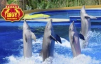 Скидка 50% на 2 билета в дельфинарий «Дельфин Land» в Купчино! В программе дельфины и морские котики