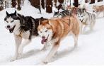 Скидка до 55% на катание на собачьих упряжках хаски по среднему, большому и экстремальному маршруту + бесплатное катание для детей до 7 лет