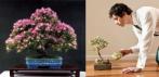На семена ароматной мимозы для бонсая «Bonsai Perfume Albizia Mimosa» (30 шт)