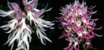 На семена орхидеи Orchis italica Pyramid monkey (100шт)