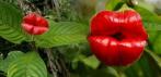 На семена цветка «Губы Распутницы» Psychotria Elata (100шт)