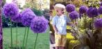 На семена гигантского цветка Allium Giganteum (100 шт)
