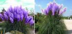 На семена фиолетовой пампасной травы (Cortaderia)