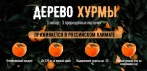 На дерево хурмы, 1 набор - 3 пророщенные косточки . Экзотика доступная каждому!