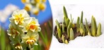 На семена голландских разноцветных нарциссов (100 шт