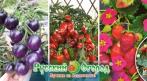 Вкуснее чем в магазине  !!! Cемена для отличного урожая! СКИДКА 40%. Купон - 0 руб !!!