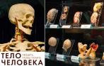 Сенсационная выставка «Тело человека»! Всего 400 р. за двоих взрослых. Более 500 эксклюзивных объектов