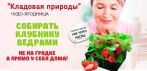 На чудо-ягодницу 