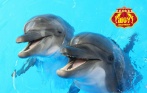 Скидка 50% на 2 билета на шоу дельфинов в Купчино! В программе дельфины и морские котики