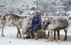 1500 р. за семейный билет на посещение фермы северных оленей «Лесная избушка»! Общение с обитателями фермы + кормление оленей + чаепитие + фото