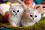 Скидка до 50% на международную выставку кошек от клуба любителей кошек «Котофей»!